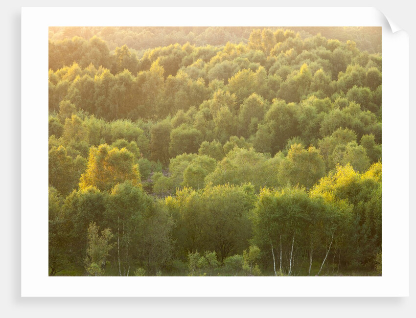 Tree tops at dusk by Assaf Frank